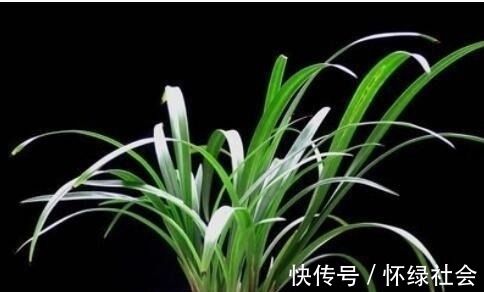 兰花常常养出“馒头堆”，这种造型好处多，预防病虫，花苞冒得多