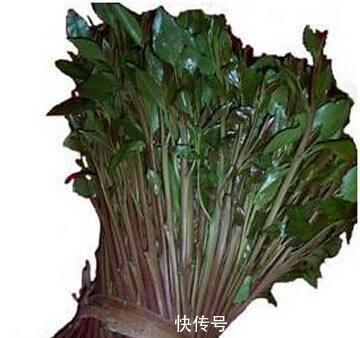 罂粟|这种植物是醒脑圣药,但却也是“新型罂粟”,很多人竟然当蔬菜吃