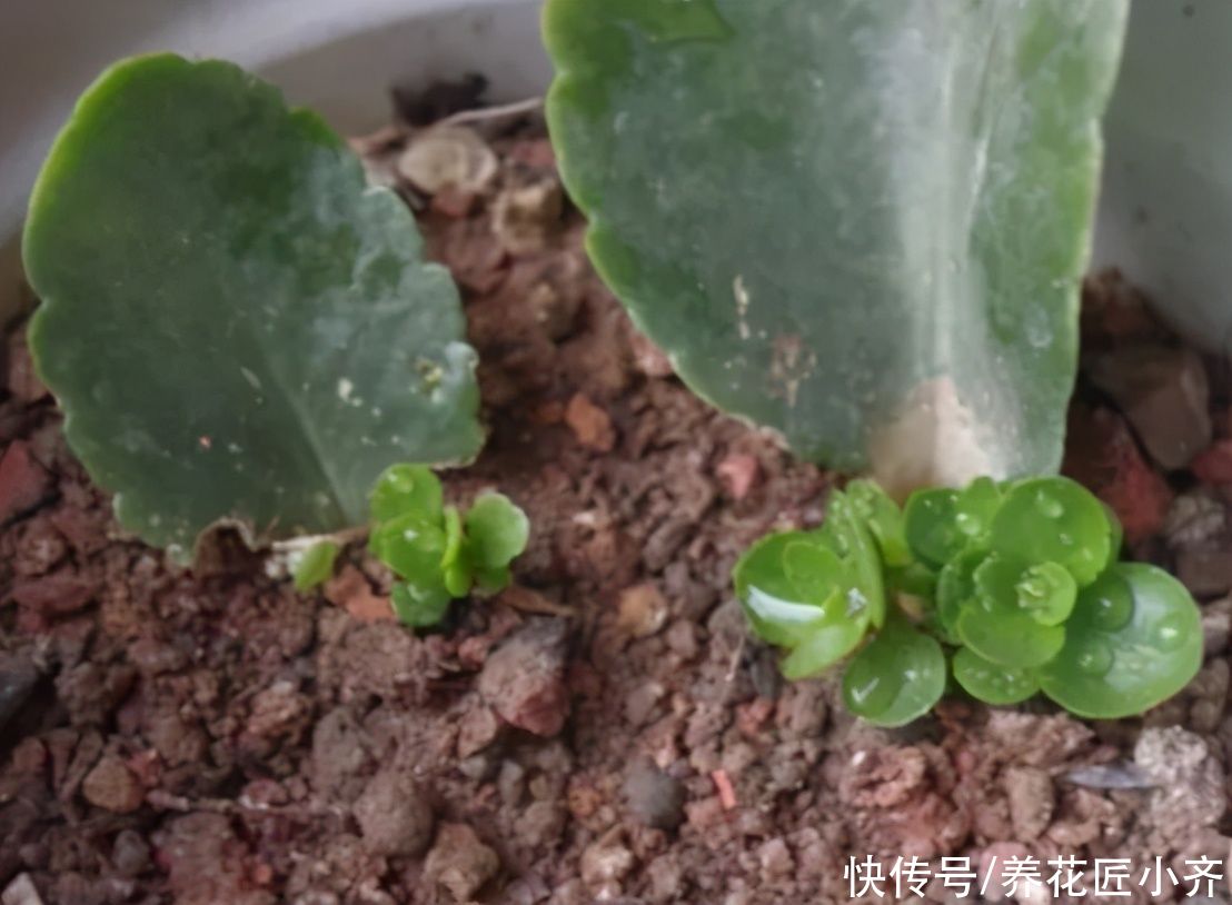 3种可以叶插的花卉,很容易成活,新手“玩”可以,但是养大很难