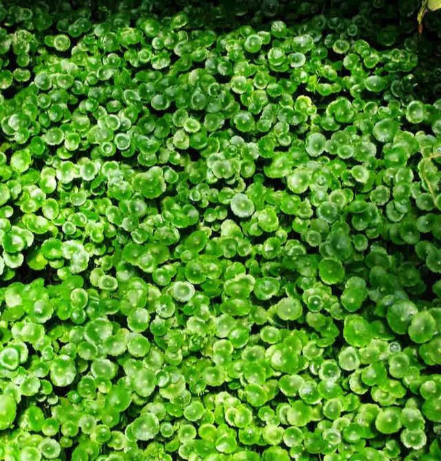 铜钱草养在这个地方,一周就爆盆,叶子能长成巴掌这么大