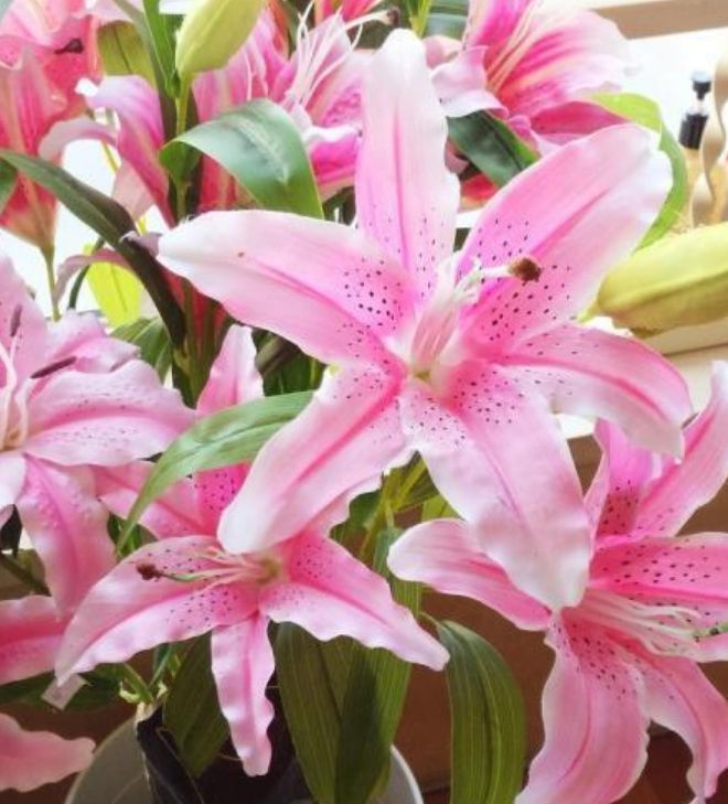 几种“漂亮花”,好打理易爆盆,花量大不操心,越养越喜欢