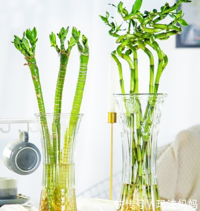 富人|不管穷人富人,客厅建议摆放“3种花”,不贵而且寓意好