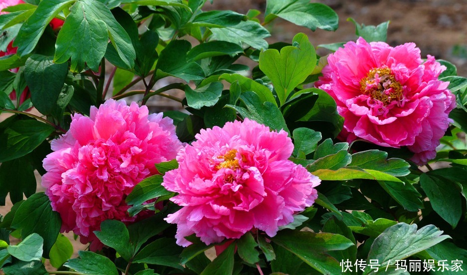 立菊|喜欢菊花,不如养盆“花中珍品”金牡丹,颜值高寓意好清新高雅