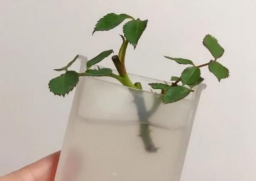 存活率|养花扦插育苗，用它催根，存活率太高，家里都摆不下了！