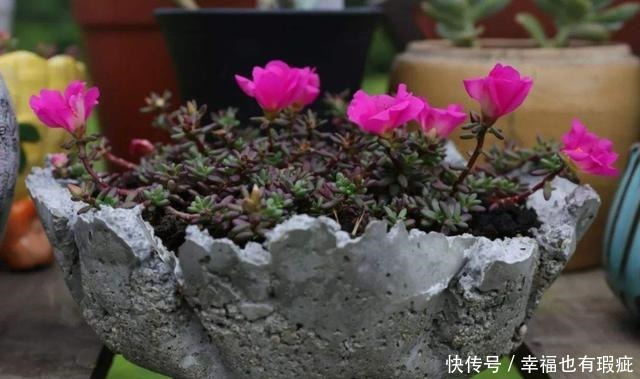 爆盆|养花就养盆好养的,不用操心就爆盆,适合新手来养护,漂亮极了