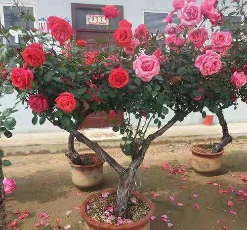 双色|张大爷养月季,枝头开满“双色花”,花苞硕大,连续开2季