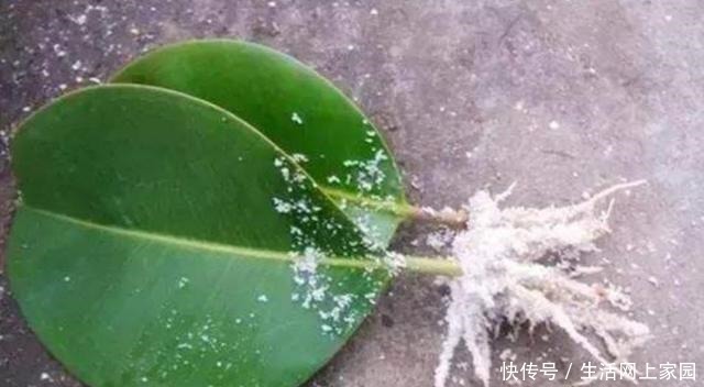 扦插花卉不用枝条,5种常见的花,摘片叶子就能插活!