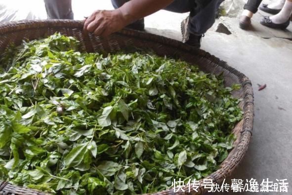 莓茶|此物是血管“疏通剂”，每天喝1杯，助你代谢胆固醇，对血管好！