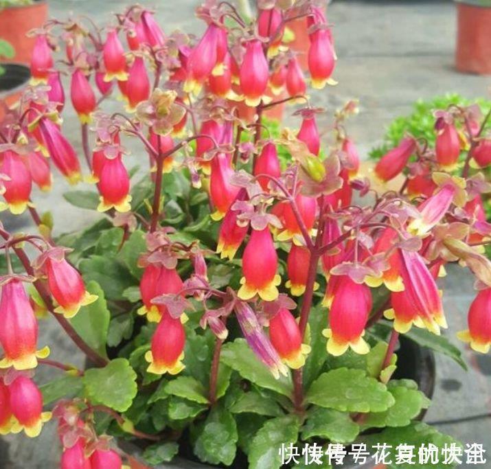 最有仙气的4种花,迷人的花朵,财运爆发,事业风生水起!