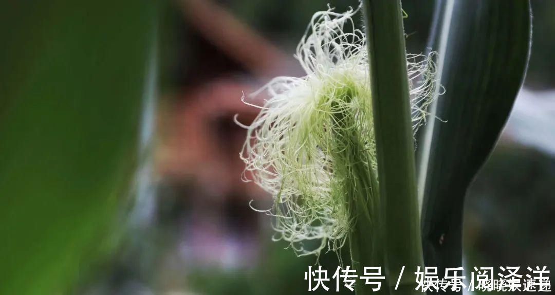 在乡下改造一个小院，种菜养花天天都是乡村田园梦，生活如此惬意