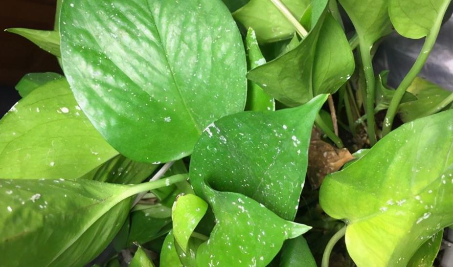 绿萝长得慢?多浇“2种水”,不用多花钱,茎叶就养得绿油油