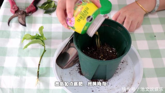 修剪|栀子花扦插很简单,修剪完的枝条不要扔,注意几点生根速度快