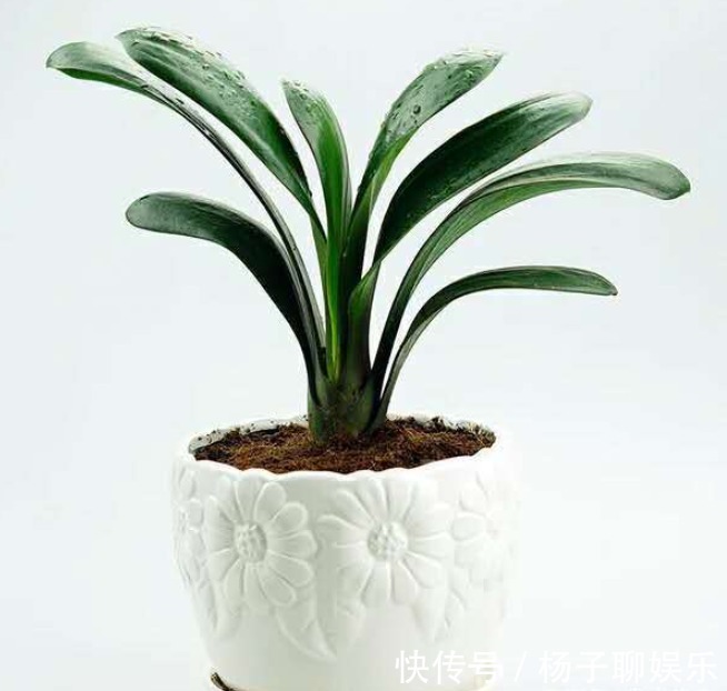 花友|想养君子兰,选对入手时间,直接生长,不用缓苗!