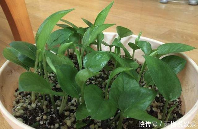 夏天还买花5种花枝条“折1根”，扔花盆里，萌发“小根系”