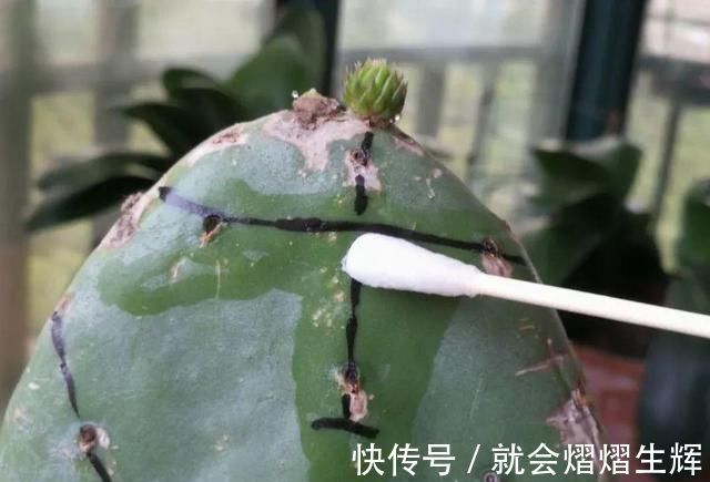 叶仙|蟹爪兰插萝卜上,也能嫁接?这波操作还是头一回见