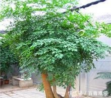 幸福树下垂的叶子的原因有哪些，这里知道来看看吧！