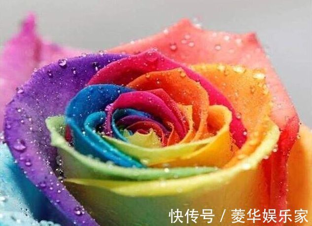 薄荷|喜欢玫瑰,就养盆“精品玫瑰”七彩玫瑰,似彩虹阳光,绚丽多姿!