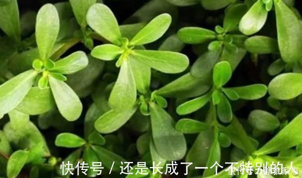 马齿笕|马齿苋加一宝,白发变黑发,坚持15天,身体还会出现大变化