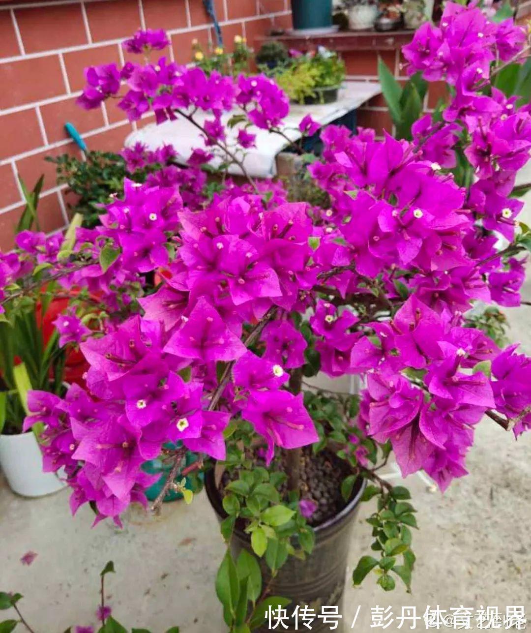 叶子|十月养这花,撸叶子、少浇水,10天冒出大花苞!