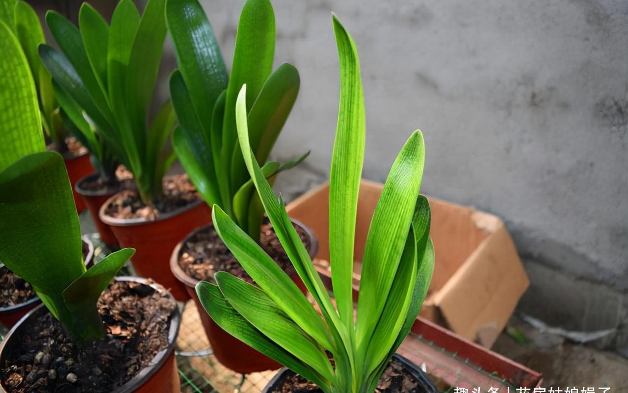 室内养殖这些花卉时,浇水时不要浇湿叶片,可能会造成烂叶的现象