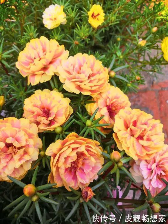 5种花快扦插,生根超快,1周长出大白根,新手也能插得活