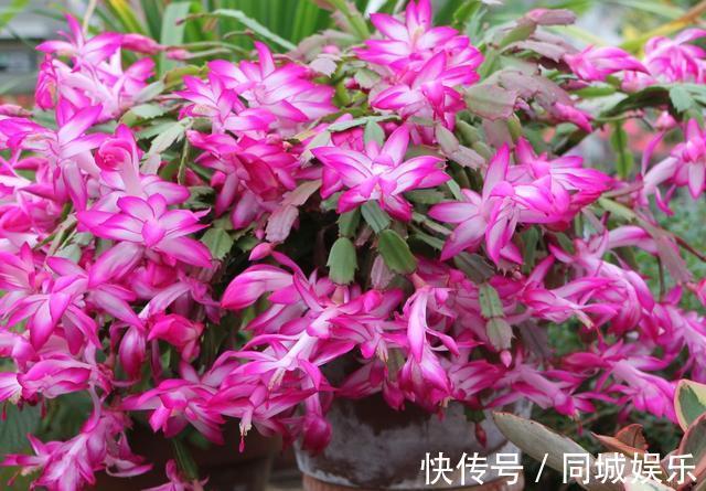 10月养蟹爪兰只要做好“小细节”，不掉花苞，越开越水灵