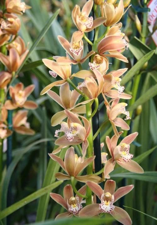 品种|花色优美的蕙兰盆栽,兰花里极其耐寒的品种