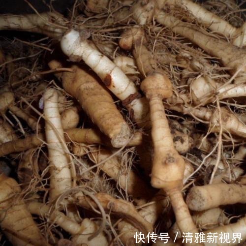 炒菜|饭桌上不常见的野菜,吃过的人是少数,农村人才认识!