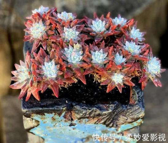 提醒肉友:换盆土,你弄清楚什么时候动手合适,如何操作了吗?