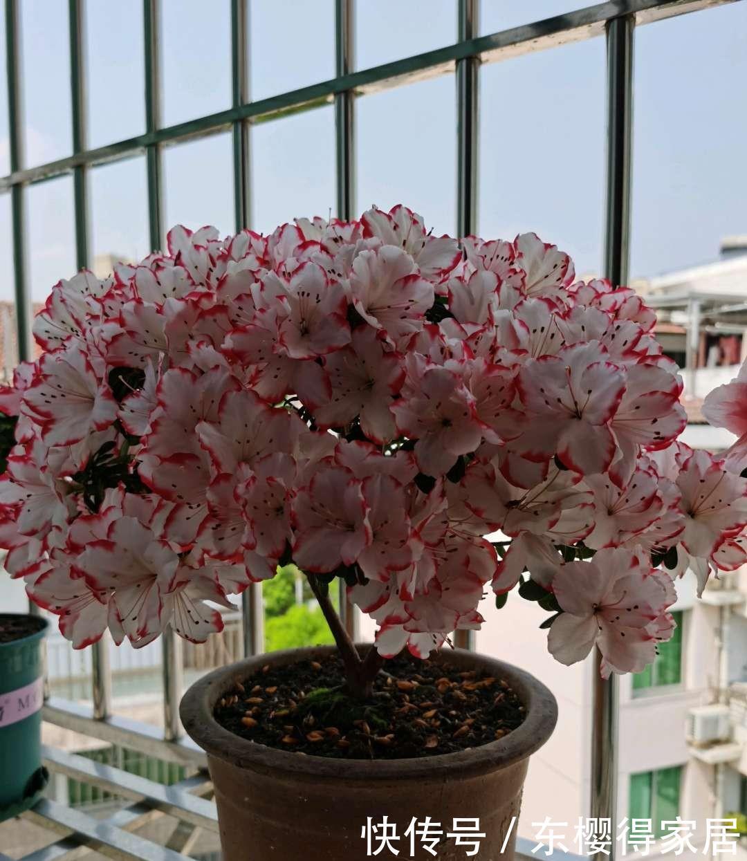 茶花、栀子花、杜鹃花,最爱掉苞黄叶,教你一招解决!