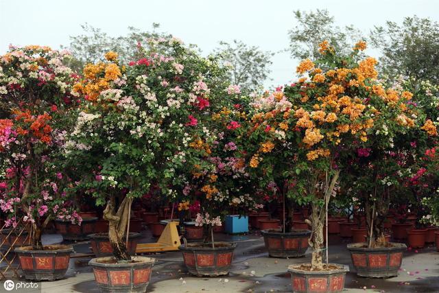 三角梅“老树桩”,嫁接注意4点,易成活,开出“五颜六色”花