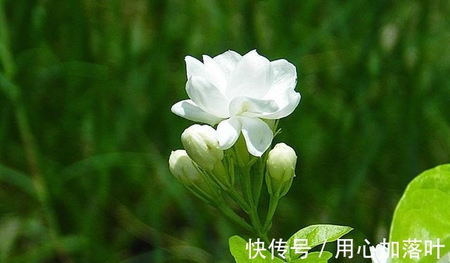 顶端|茉莉花八月容易“饿”,“喂养”做到位,花大香味浓!