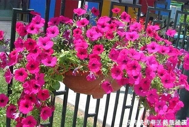 发酵|偷偷告诉你，养花“高手”都用“这种”肥，不花钱，养啥花都旺！