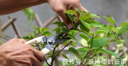 枝条|夏天养三角梅,3个促花“诀窍”,花苞满枝,挤成花树