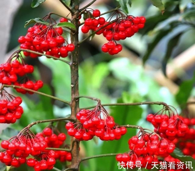 高雅|喜欢上养护漂亮迷人的花卉，就可以选择“高雅多姿”的3种花卉