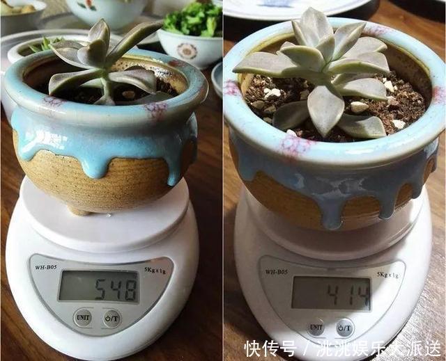 浇水|进入夏季,“多肉党”做好这3步,防止多肉“穿裙子”,一学就会