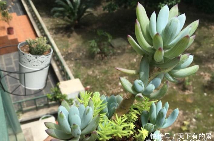 蓝松蓝松|超级皮实,可以直接地栽,养成老桩以后非常有韵味的多肉——蓝松
