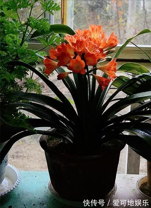 君子兰“富养”好，5个小技巧，花箭“窜高个”，开花多又大