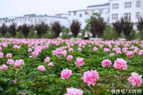 花海|实时“云赏花”！洛龙芍药花海向市民游客免费开放