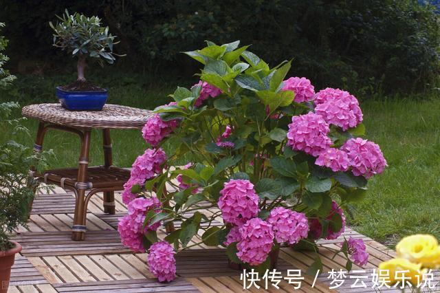 曝光封闭阳台养花的“黑名单”,养活难度大,该放弃就放弃