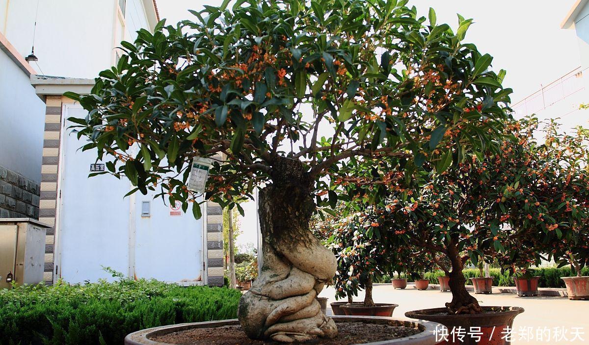 桂花盆景的制作与技巧，简单易学，抓紧收藏！