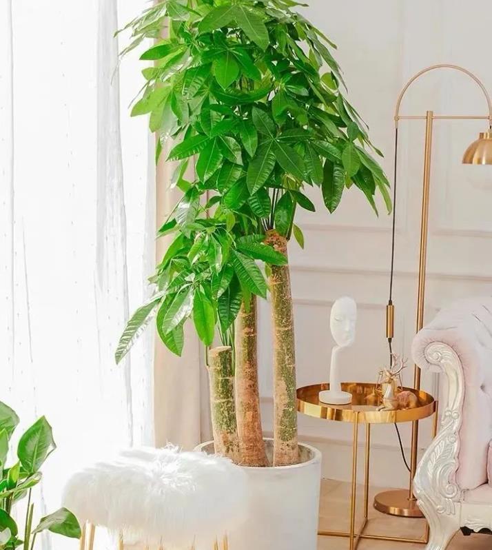 养花|养花六年,4种花一直不舍得扔,我有喜欢它们的理由