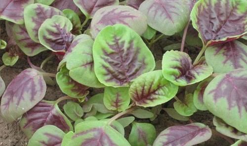 食用菌病毒|女性想爱美，3种食物换着吃，减肥瘦身，排出脂肪，爱吃就赚到