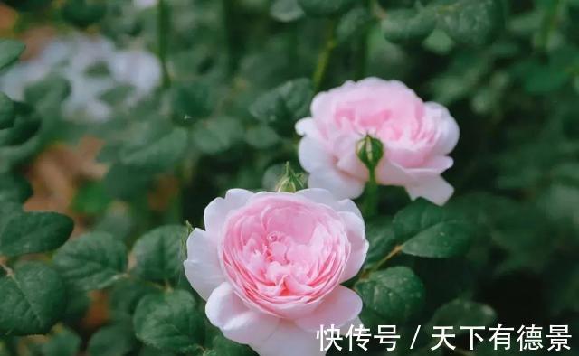 阳台上|养月季多年,筛选出8种灌木月季,适合阳台栽培,开花能力好