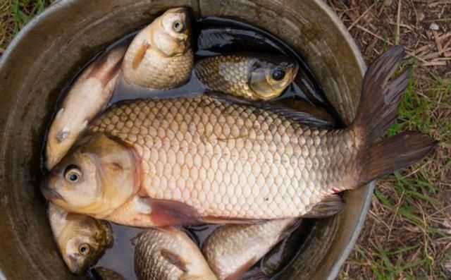 这样打窝钓鲫鱼,一会就发窝,下竿就中鱼,到天黑都停不下来