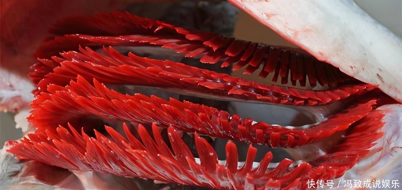 水中|神奇的古老弓鱼术,鱼离开水2天,照样鲜活