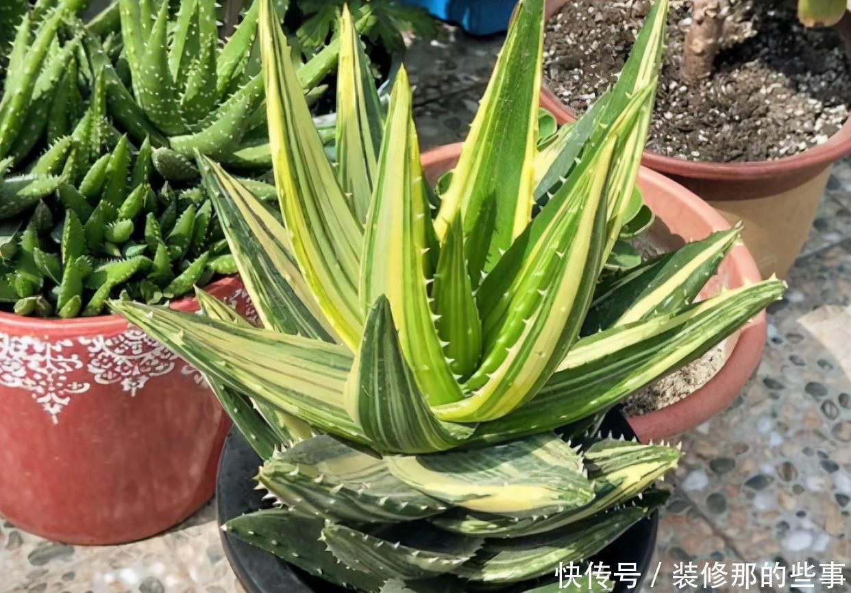 干旱|耐干旱的3种小盆栽,不用浇水不用管,养着养着就泛滥了