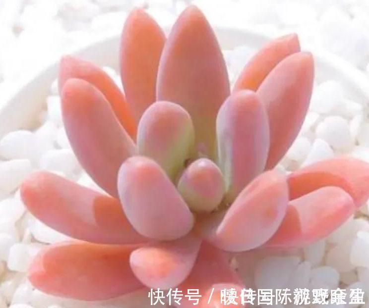 劳尔劳尔|4种多肉很惹人喜欢,简单养护,天冷出状态十分美丽