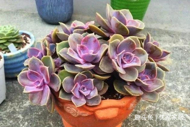 罗宾|喜欢养多肉就挑漂亮的养,12款迷人的紫色多肉,好看还好养
