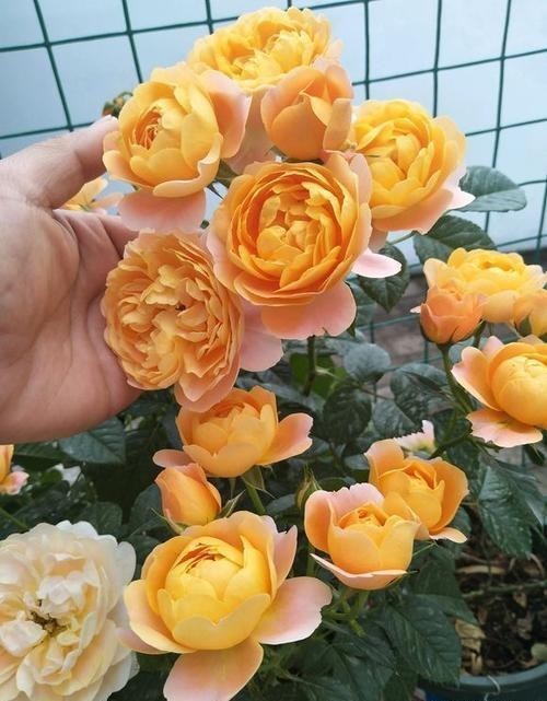 新手必入|对于月季花,我只服此4种,各有各的优,各有各的美